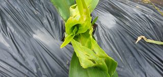 배추14524님의 옥수수 · 병해충상담 작성글 사진