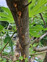 팜모닝 농사, 무엇이든 물어보세요!·참여글 게시글 이미지