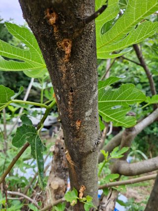 카라농원님의 농사, 무엇이든 물어보세요! · 참여글 작성글 사진