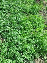 팜모닝 6월 농사계획🧑🏻‍🌾·참여글 게시글 이미지