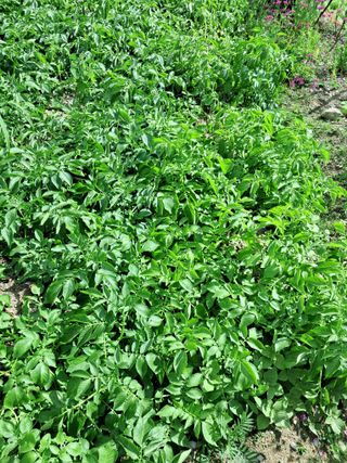 선우실농장님의 6월 농사계획🧑🏻‍🌾 · 참여글 작성글 사진