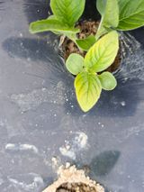 팜모닝 농사, 무엇이든 물어보세요!·참여글 게시글 이미지