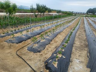 갑부님의 6월 농사계획🧑🏻‍🌾 · 참여글 작성글 사진