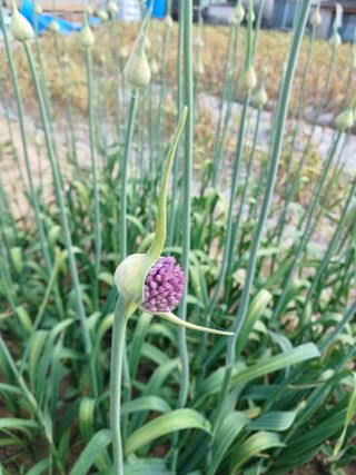 시골을사랑하는소녀님의 자유주제 · 자유게시판 작성글 사진