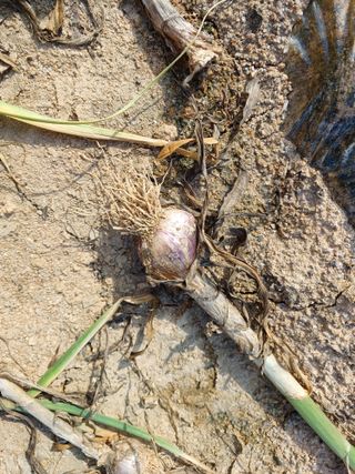 시골을사랑하는소녀님의 자유주제 · 자유게시판 작성글 사진