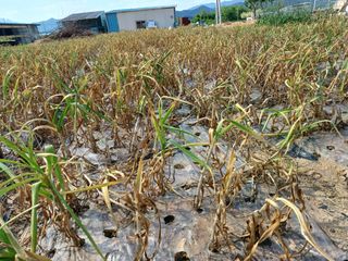 시골을사랑하는소녀님의 자유주제 · 자유게시판 작성글 사진