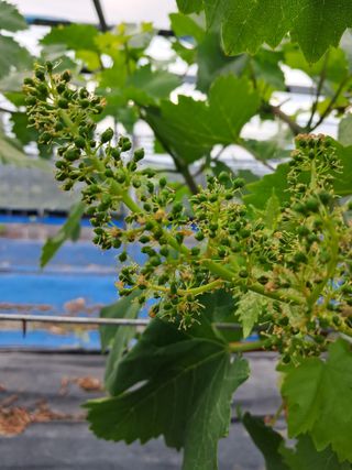 포도님의 자유주제 · 자유게시판 작성글 사진