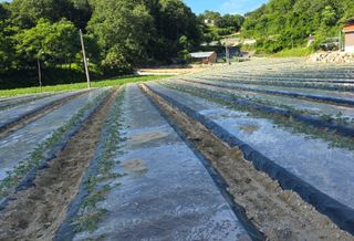 산들바람님의 기타작물 · 영농일지 작성글 사진