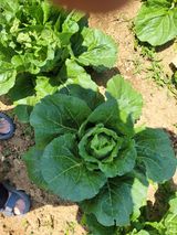 팜모닝 6월 농사계획🧑🏻‍🌾·참여글 게시글 이미지