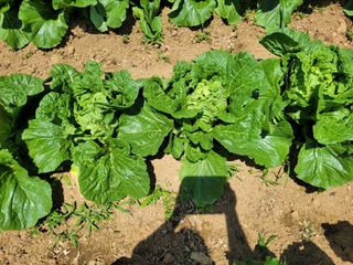 장남복님의 6월 농사계획🧑🏻‍🌾 · 참여글 작성글 사진