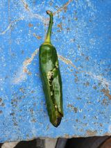 팜모닝 고추·병해충상담 게시글 이미지