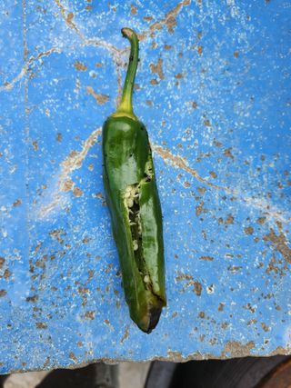 오빠스타님의 고추 · 병해충상담 작성글 사진