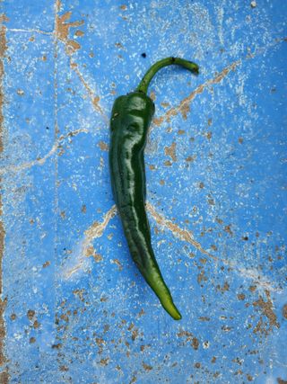 오빠스타님의 고추 · 병해충상담 작성글 사진