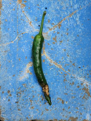 오빠스타님의 고추 · 병해충상담 작성글 사진