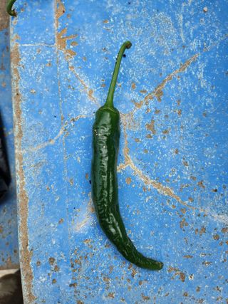 오빠스타님의 고추 · 병해충상담 작성글 사진