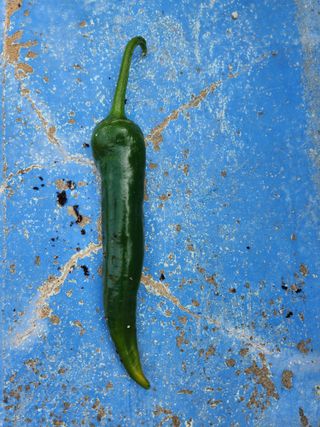 오빠스타님의 고추 · 병해충상담 작성글 사진