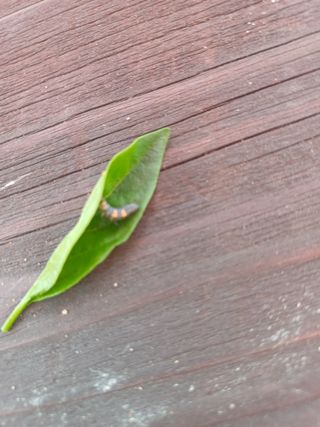 피켐님의 고추 · 병해충상담 작성글 사진