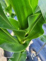 팜모닝 농사, 무엇이든 물어보세요!·참여글 게시글 이미지