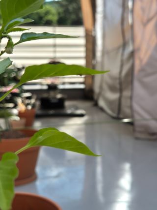 김택흔님의 고추 · 병해충상담 작성글 사진