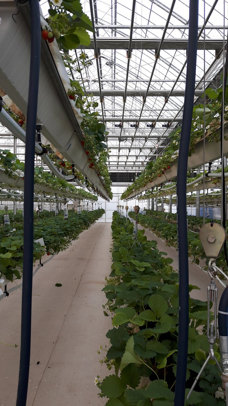 장터 상품 [온실시공 폭염대비 안개포그] 썸네일