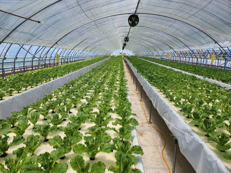 세상에모든안개님의 장터 판매 상품 [온실시공 폭염대비 안개포그] 첨부 사진