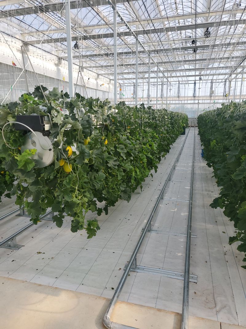 세상에모든안개님의 장터 판매 상품 [온실시공 폭염대비 안개포그] 첨부 사진