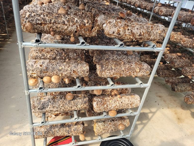 세상에모든안개님의 장터 판매 상품 [온실시공 폭염대비 안개포그] 첨부 사진