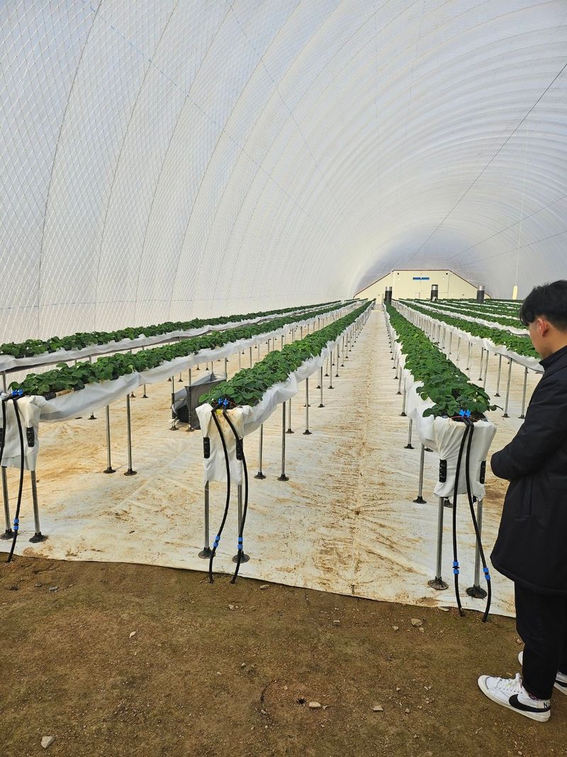 세상에모든안개님의 장터 판매 상품 [온실시공 폭염대비 안개포그] 첨부 사진