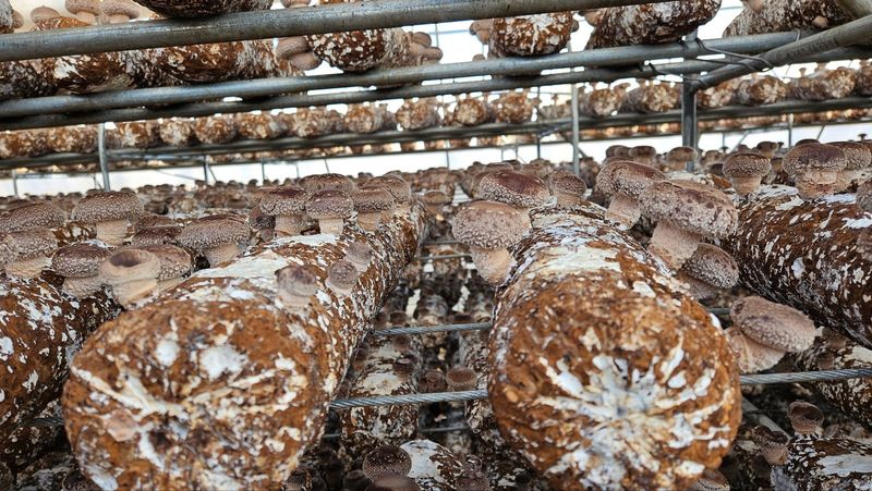 세상에모든안개님의 장터 판매 상품 [온실시공 폭염대비 안개포그] 첨부 사진