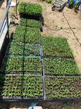 팜모닝 자유주제·자유게시판 게시글 이미지