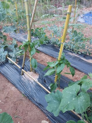 하늘샘(하경수)님의 기타작물 · 영농일지 작성글 사진