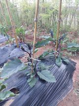 팜모닝 기타작물·영농일지 게시글 이미지