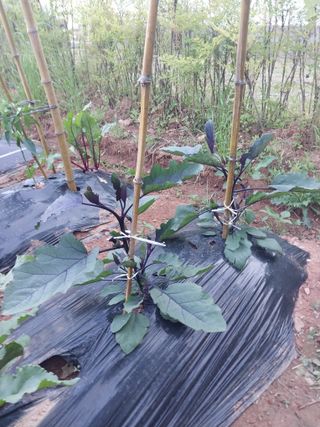 하늘샘(하경수)님의 기타작물 · 영농일지 작성글 사진