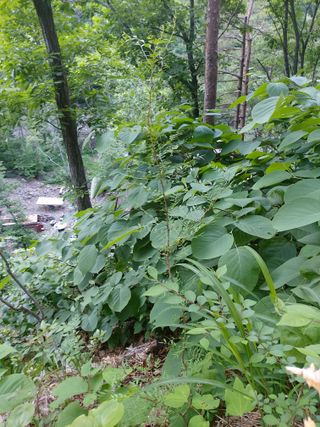 이상돈님의 기타작물 · 영농일지 작성글 사진