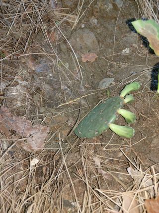 이상돈님의 기타작물 · 영농일지 작성글 사진