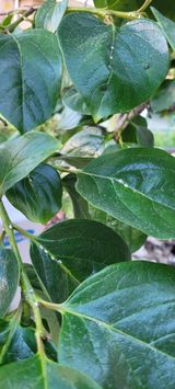 팜모닝 감·병해충상담 게시글 이미지