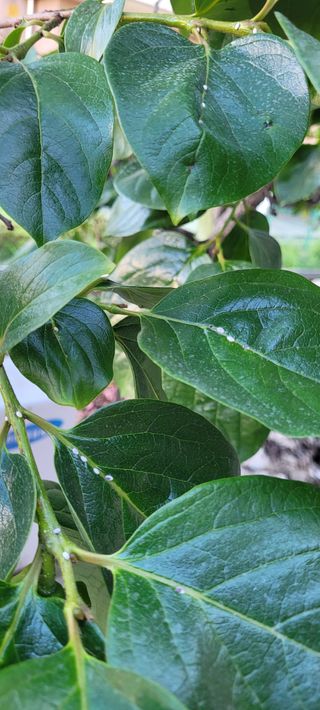 김진복님의 감 · 병해충상담 작성글 사진