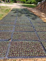 팜모닝 들깨·영농일지 게시글 이미지