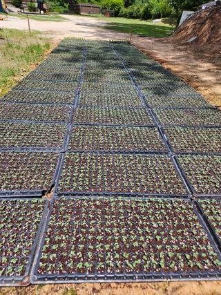 신신기루님의 들깨 · 영농일지 작성글 사진