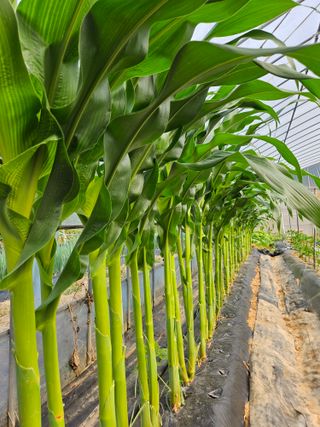 신신기루님의 들깨 · 영농일지 작성글 사진