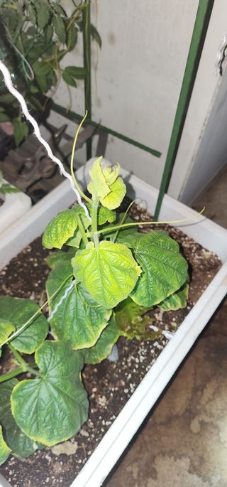 감11845님의 오이 · 병해충상담 작성글 사진