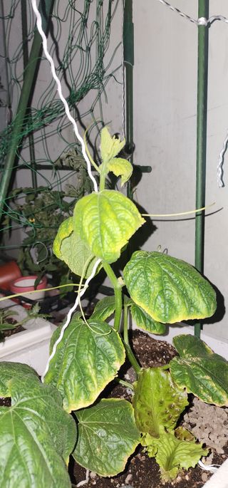 감11845님의 오이 · 병해충상담 작성글 사진