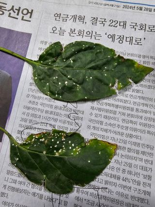 대광자동차공업사님의 고추 · 병해충상담 작성글 사진