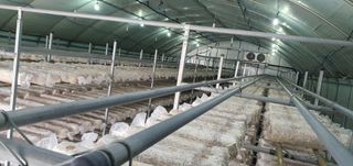 그로밋님의 6월 농사계획🧑🏻‍🌾 · 참여글 작성글 사진