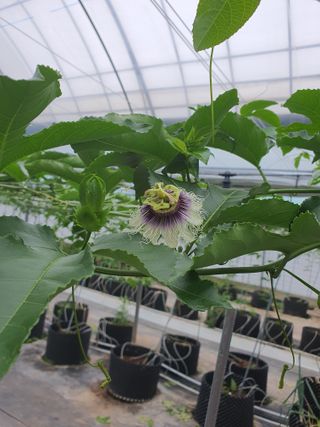 고흥백향과농장님의 6월 농사계획🧑🏻‍🌾 · 참여글 작성글 사진