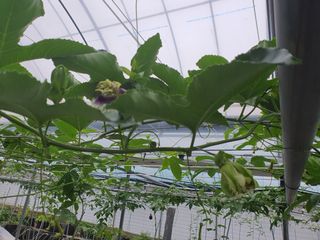 고흥백향과농장님의 6월 농사계획🧑🏻‍🌾 · 참여글 작성글 사진