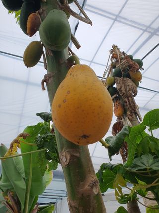 고흥백향과농장님의 6월 농사계획🧑🏻‍🌾 · 참여글 작성글 사진