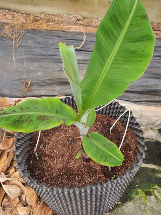 고흥백향과농장님의 6월 농사계획🧑🏻‍🌾 · 참여글 작성글 사진