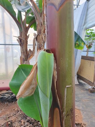 고흥백향과농장님의 6월 농사계획🧑🏻‍🌾 · 참여글 작성글 사진