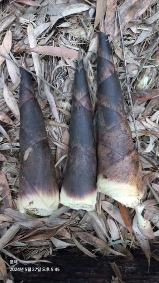 문해님의 자유주제 · 자유게시판 작성글 사진